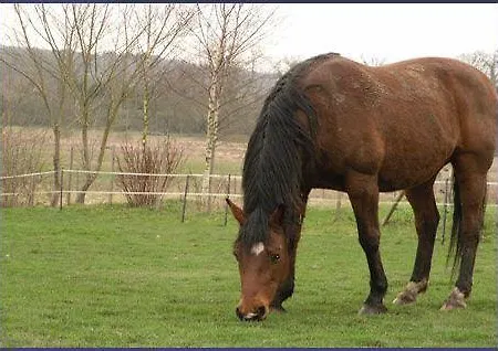 Manoir De La Chapelle Condé-sur-Sarthe